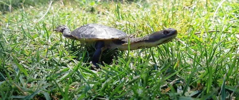 Southwestern Snake-necked Turtle